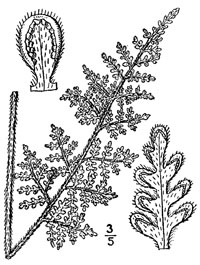 drawing of cheilanthes tomentosa plant parts